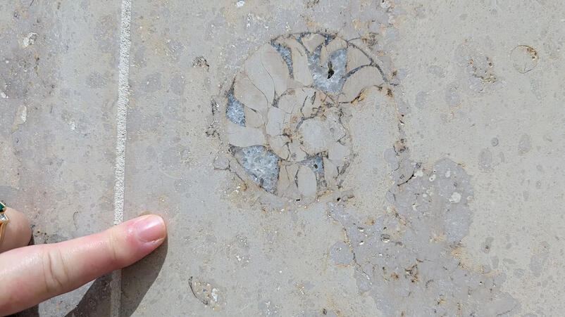 Urban geology': How to find fossils (and other discoveries) in your city's buildings fossil